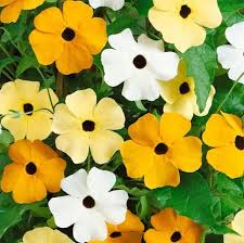 Image result for Thunbergia serpens