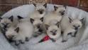 Siamese Kittens For Sale by Reputable Breeders | Pets4You