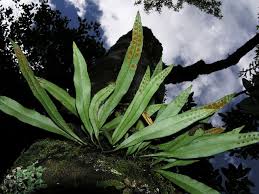 Image result for Pleopeltis macrocarpa