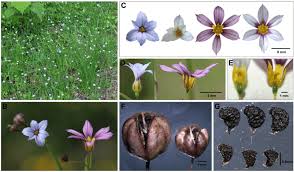 Image result for Sisyrinchium micranthum