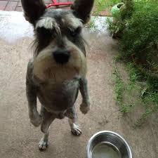Cani E Gatti Cuccioli Di Cane E Gatto E Company Pinterest Funny Funny Animals E Funny Dogs
