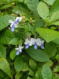 Image result for Rotheca aurantiaca