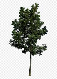 In some usages, the definition of a tree may be narrower, including only woody plants with secondary growth, plants that are usable as lumber or plants above a. Beautiful Gd Tree Png Hq By Gd With Plants Top View Tree Png Free Transparent Png Clipart Images Download