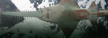 Searching for the endangered sawfish