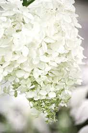 How To Keep Cut Hydrangeas From Wilting And Lasting Longer - Stonegable
