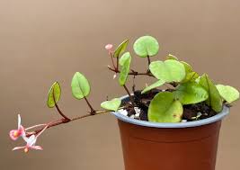 Image result for Begonia elaeagnifolia