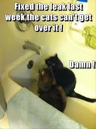 Try Not To Laugh Challenge Funny Cats And Dogs Try Not To Laugh Challenge Funny Cats Fails Compilation Funny Animals Funny Animal Pictures Funny Cat Memes