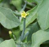 Image result for Corallocarpus welwitschii