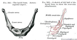 Image result for Hyoid Bone