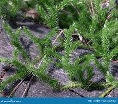 Image result for Lycopodium