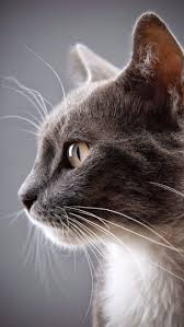Gray Beautiful Cat Photo Gray Cat Looks Photo Gray Cat Beautiful Eyes In 2020 Pretty Cats Cute Cats Cute Cats And Kittens