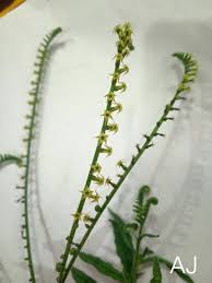 Image result for Heliotropium zeylanicum