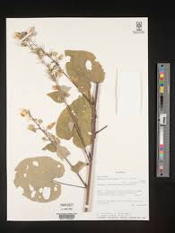 Image result for Abutilon angulatum