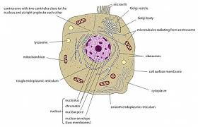 However, they usually can achieve a maximum of 2000x magnification which is not sufficient to see many other tiny organelles. Animal Cell Structure And Organelles With Their Functions Jotscroll