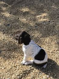 The cheapest offer starts at £400. Litter Of 4 German Shorthaired Pointer Puppies For Sale In Hesperia Ca Adn 64979 On Puppyfinder Com Ge Gsp Puppies German Shorthaired Pointer Pointer Puppies