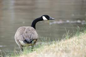 Within the academic fields of cultural studies, gender studies. 2 691 Goose Gander Photos Free Royalty Free Stock Photos From Dreamstime