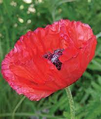 Pin On Gardening Nature