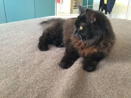 Maine coon cats are popular for their tufted. Colour Definition And Genetics Of A Black Longhair Cat Thecatsite
