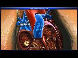Marathi Heart Youtube