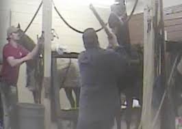 And past president of the tennessee walking horse breeders'. Congress Needs To Pass The Past Act To End Tennessee Walking Horse Soring