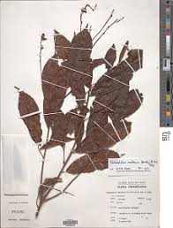 Image result for Rhabdophyllum arnoldianum