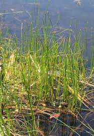 Image result for Juncus