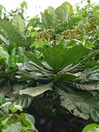 Image result for Anthocleista