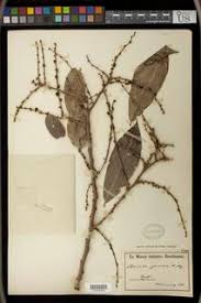 Image result for Bridelia brideliifolia