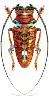 Sternotomis Chrysopras Beetle Insect Insect Photos Beautiful Bugs