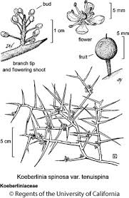 Image result for Gymnosporia tenuispina