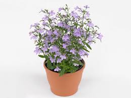 Image result for Lobelia thermalis