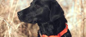Customized lab training for hunting and obedience. Indian Creek British Labs Just Another Wordpress Site