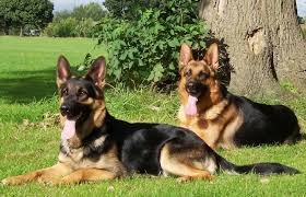 German Shepherd Dog Best Guard Dogs German Shepherd Dogs Shepherd Dog