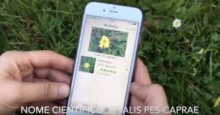 Uso De Plantnet Videos