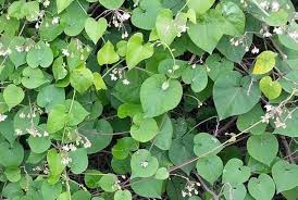 Image result for Pergularia daemia