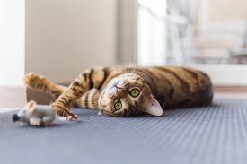 katze halten die besten tipps rund um die katzenhaltung mein haustier