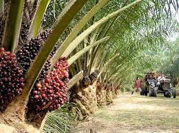To oil palm plantation companies in indonesia. Palm Oil Industry Home