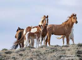 Despite The Pandemic The Bureau Of Land Management Will Continue Wiping Out The Wild Horses In The Red Desert Complex Of Wyoming Wild Hoofbeats