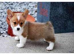 Corgi puppies are usually sold for prices that include their spaying or neutering fees. Pembroke Welsh Corgi Puppies Animals Phoenix Arizona Announcement 154180