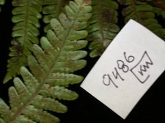 Image result for Athyrium lewalleanum