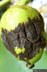 Image result for Walnut blight