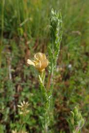 Image result for Oenothera indecora