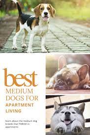 Good Medium Sized Dogs For Apartments The 5 Best Breeds Oodle Dogs Dog Breeds Medium Medium Sized Dogs Breeds Small Medium Dog Breeds