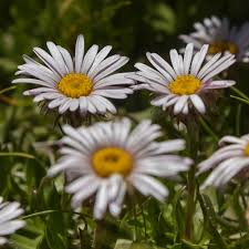 Image result for Athrixia