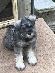 miniature schnauzer wikipedia