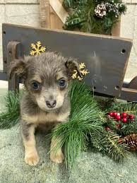 104 eggers ln, elizabethton, tn 37643; Stoney Creek Puppies Home Facebook