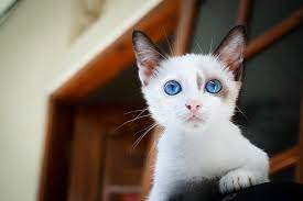 Kucing persia himalaya adalah salah satu jenis kucing yang paling diminati di dunia, dengan bulu nya yang indah, menawan, cantik, unik dan bentuk tubuh yang menarik pasti banyak pecinta kucing yang ingin memeliharanya. 20 Jenis Kucing Mixdom Ras Campuran Yang Populer Dicari Untuk Dirawat