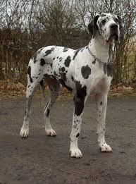 Black And White Dots Dog Name Great Dane Polka Dot Moose Mastiff Breeds Dog Breeds Cute Dogs
