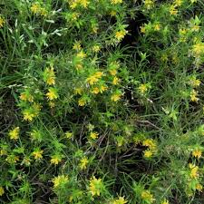 Image result for Vahliaceae