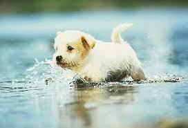 Animal Dog Puppy Puddle Walk Cute Dog Wallpaper Cute Puppy Photos Cute Dogs